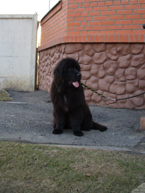 Фото: ньюфаундленд Экселент Бьюти