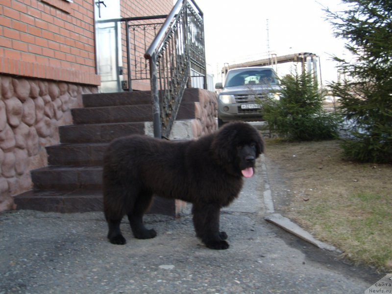 Фото: ньюфаундленд Экселент Бьюти