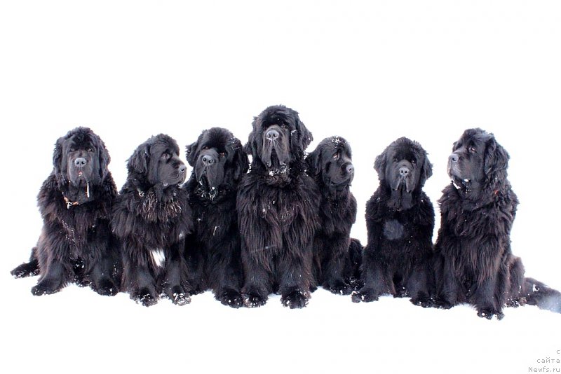 Фотография № 205018