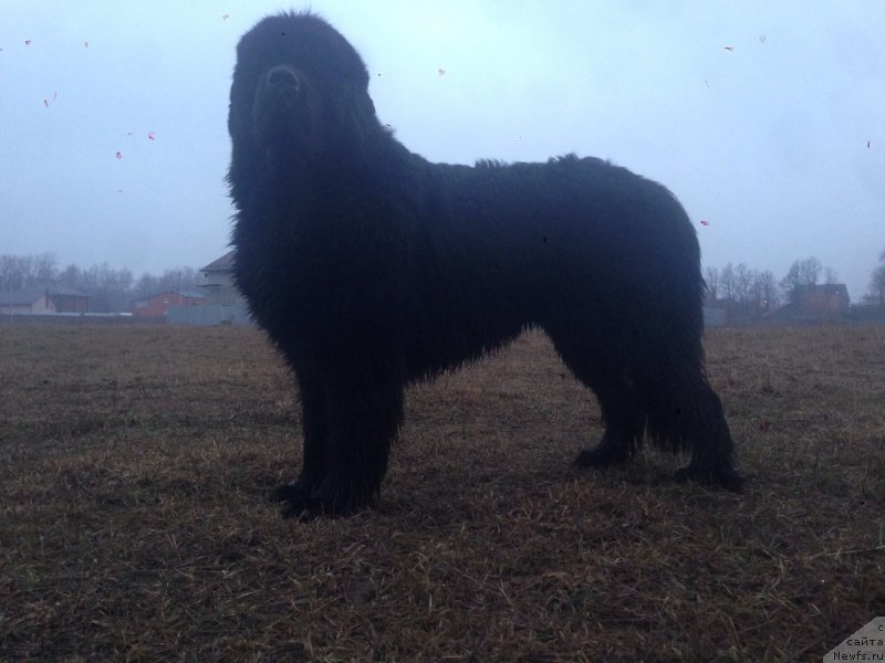Фото: ньюфаундленд Их Высочество Бишоп Карл (Ih Visochestvo Bishop Karl)