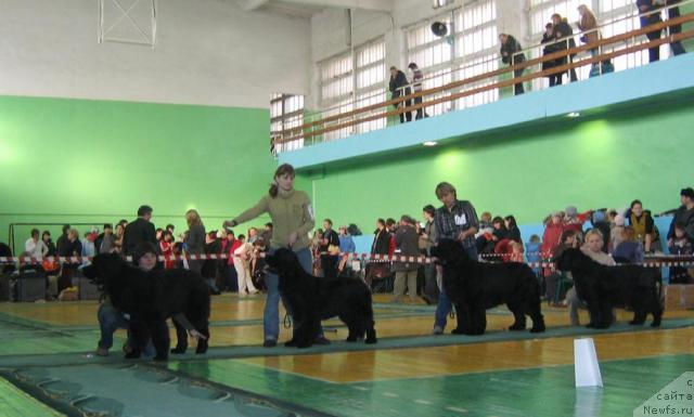 Фото: ньюфаундленд Любимая Моя с Берега Дона (Lubimaya Moya s Berega Dona), ньюфаундленд Росинка Искрящаяся от Сибирского Медведя, ньюфаундленд Шон О'Коннори Агент 007 (Shon O'Konnori Agent 007), ньюфаундленд Juno vom Trieberg