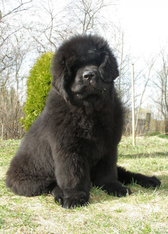 Фотография № 205021