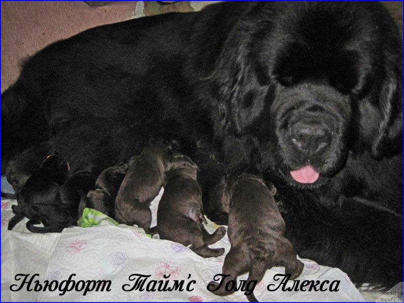 Фото: детки, ньюфаундленд Ньюфорт Тайм'с Голд Алекса, ньюфаундленд Браунблад МСК Хаким Голд Хайдар (Brownblood MSK Hakim Gold Haydar)