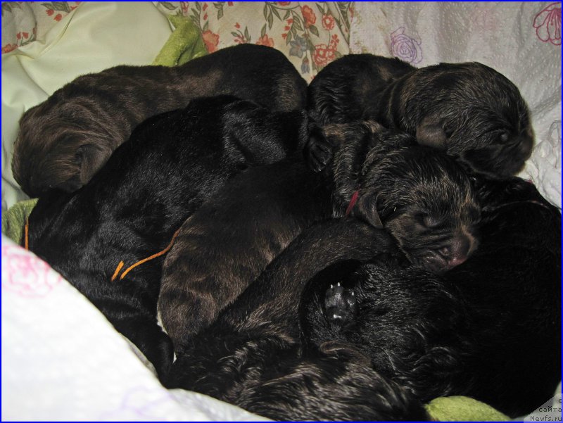 Фото: детки, ньюфаундленд Ньюфорт Тайм'с Голд Алекса, ньюфаундленд Браунблад МСК Хаким Голд Хайдар (Brownblood MSK Hakim Gold Haydar)