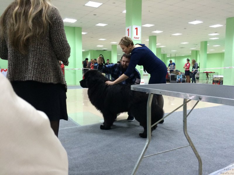 Фото: ньюфаундленд Сент Джонс Нашенал Прайд