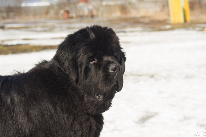 Фото: ньюфаундленд Егор с Берега Дона (Egor s Berega Dona)