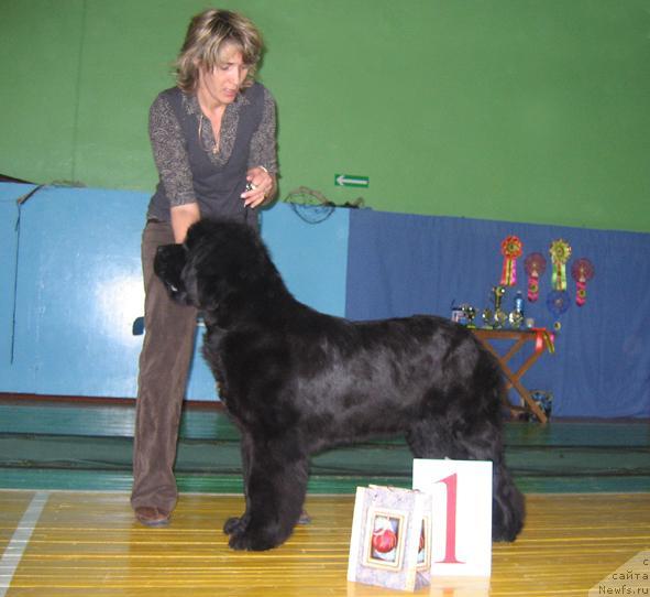 Фото: ньюфаундленд История Любви из Тихого Омута (Istoria Lubvi iz Tihogo Omuta)