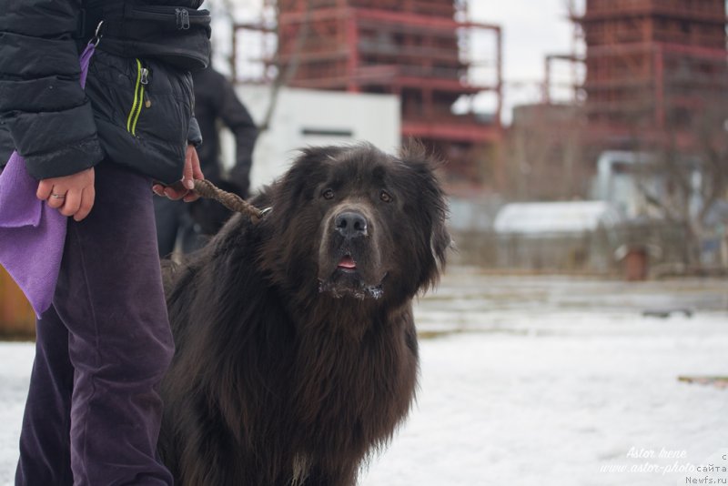 Фото: ньюфаундленд Ангел Хранитель Граффидд (Angel Khranitel Gruffidd)