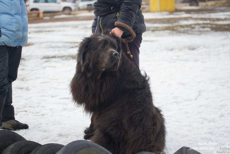 Фото: ньюфаундленд Ангел Хранитель Граффидд (Angel Khranitel Gruffidd)
