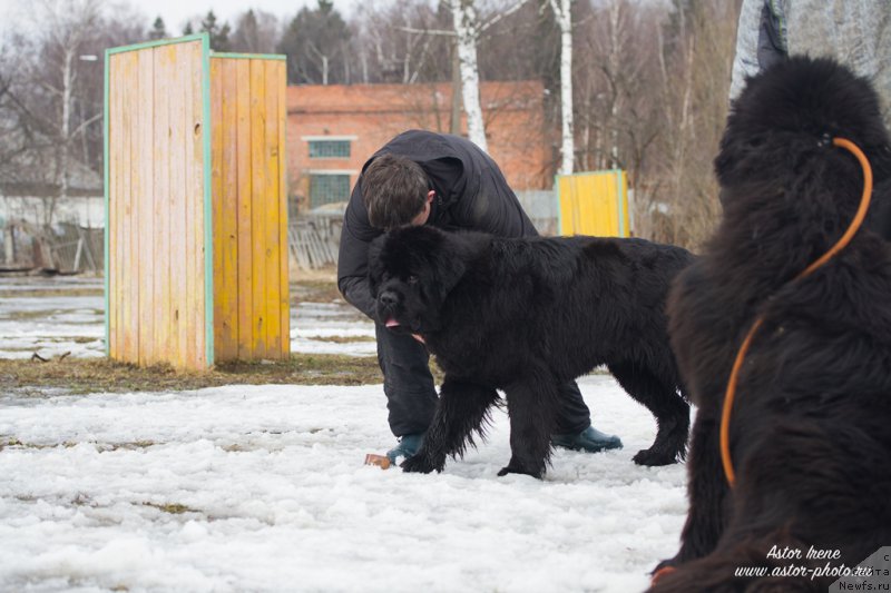Фото: ньюфаундленд Егор с Берега Дона (Egor s Berega Dona)