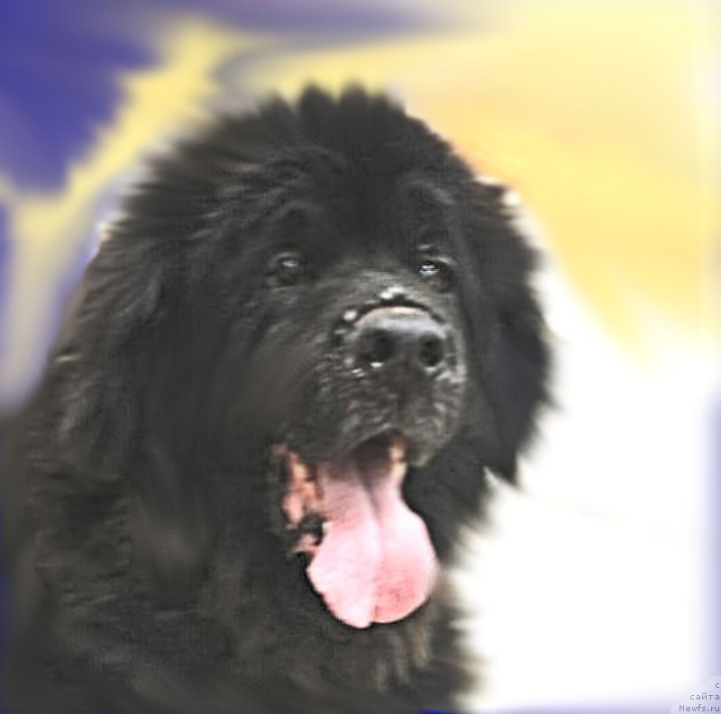 Фотография № 205040