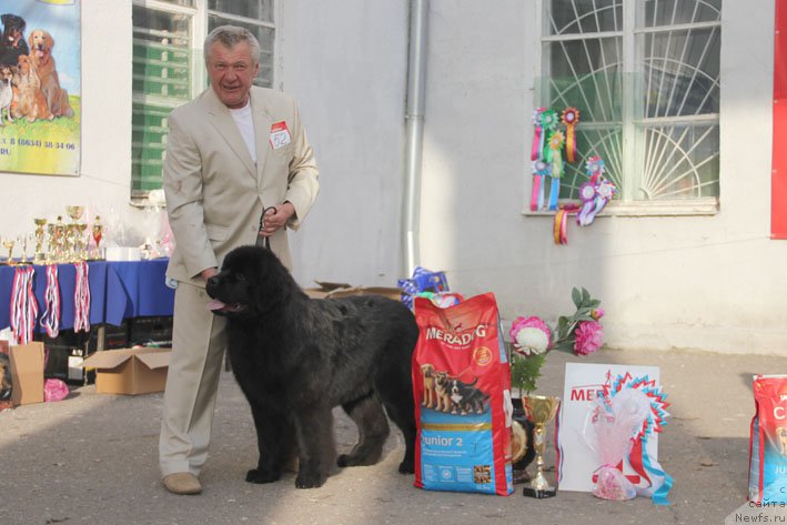 Фото: ньюфаундленд Жоржетта с Берега Дона (Zhorzhetta s Berega Dona)