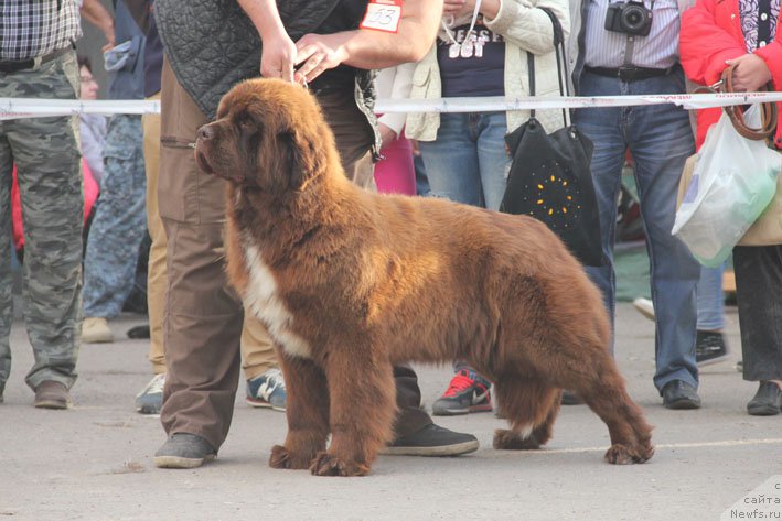 Фото: ньюфаундленд Госпожа Удача с Берега Дона (Gospozha Udacha s Berega Dona)