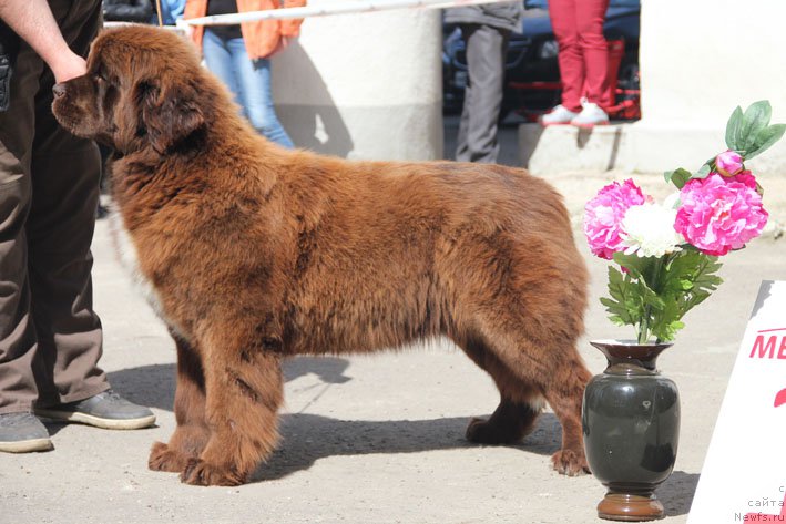 Фото: ньюфаундленд Госпожа Удача с Берега Дона (Gospozha Udacha s Berega Dona)