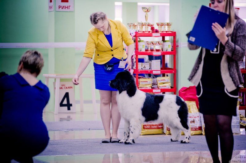 Фото: ньюфаундленд Гордая Дочь Велеса фром Рашн Беар (Gordaya Doch Velesa From Russian Bear)