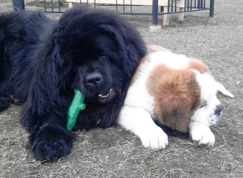 Фото: ньюфаундленд Jofrey of Mister Newf