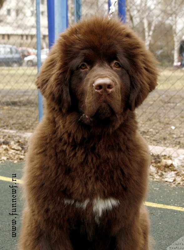 Фото: ньюфаундленд Фанньюф Атлантика (Funnewf Atlantika)