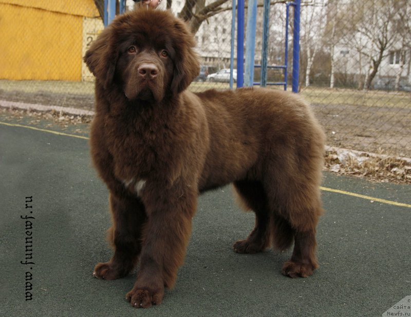 Фото: ньюфаундленд Фанньюф Атлантика (Funnewf Atlantika)