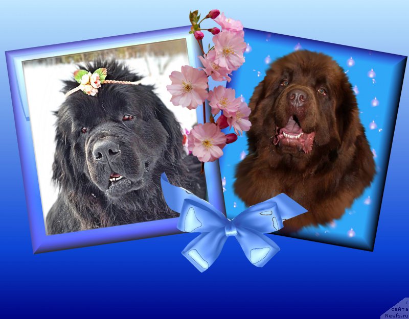 Фотография № 205065