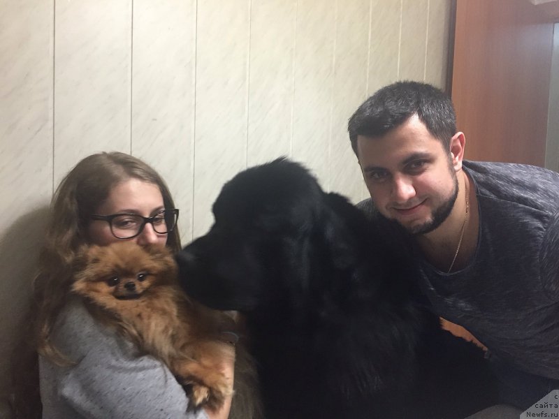 Фото: ньюфаундленд Браунблад МСК Хелфи Бэст Армани (Brownblood MSK Helfi Best Armani), Владимир Хачатрян