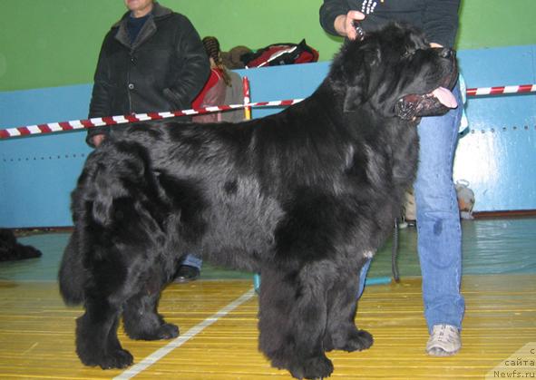 Фото: ньюфаундленд Шон О'Коннори Агент 007 (Shon O'Konnori Agent 007)