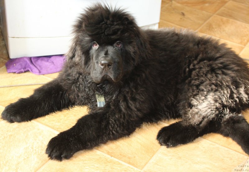 Фото: ньюфаундленд Даймонд Кинг