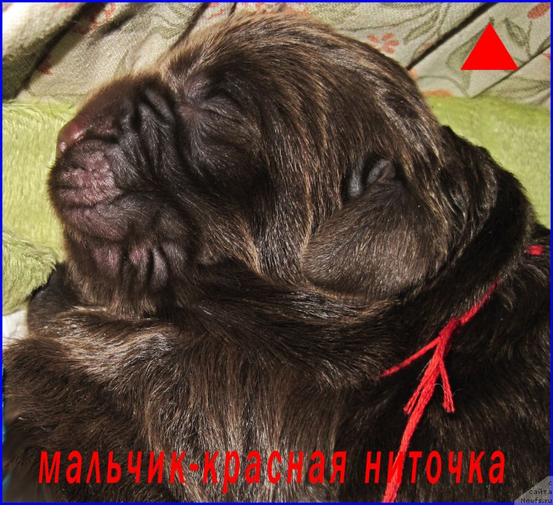 Фотография № 205072