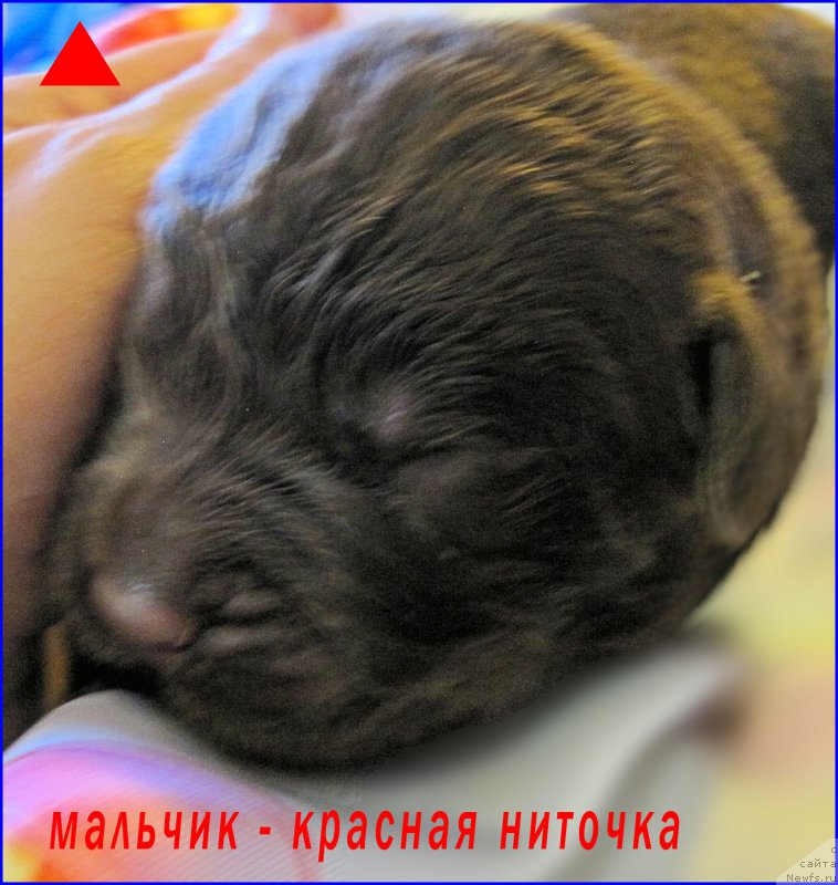 Фото: ньюфаундленд Ньюфорт Тайм'с Голд Алекса