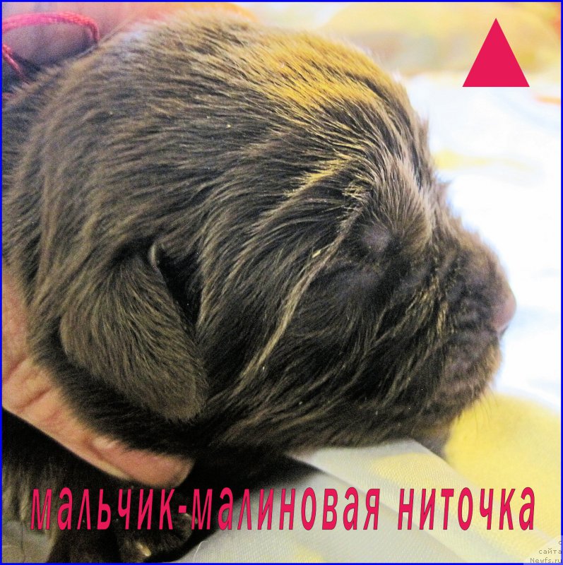 Фотография № 205074