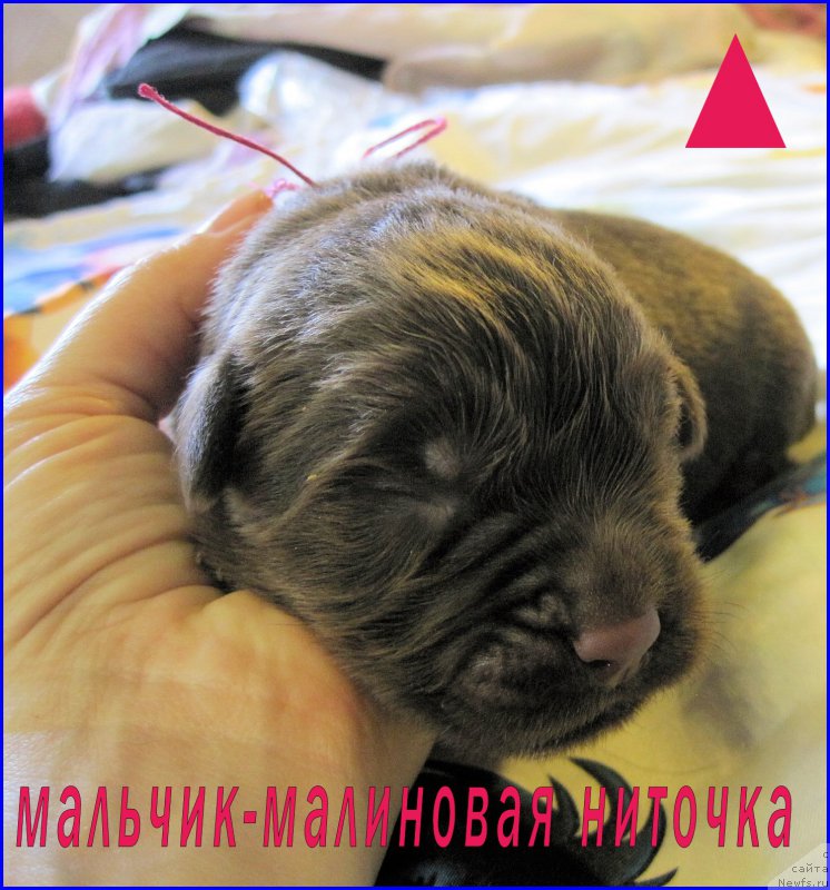 Фотография № 205075