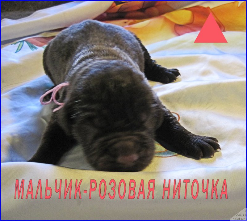 Фото: ньюфаундленд Ньюфорт Тайм'с Голд Алекса