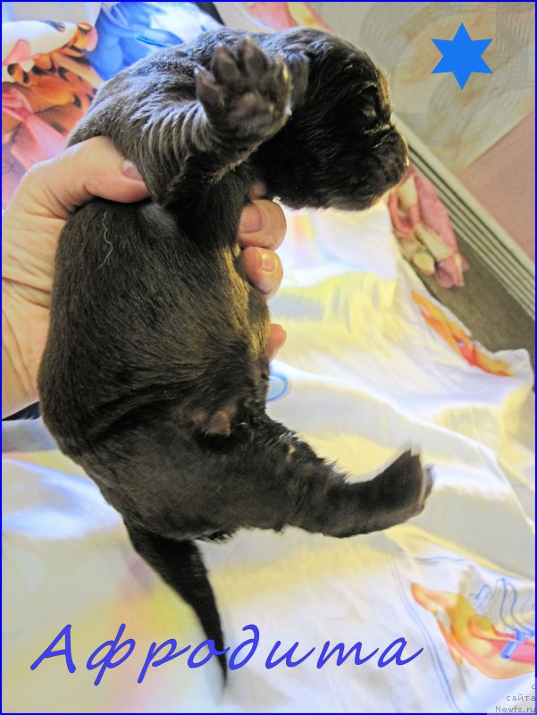 Фотография № 205083