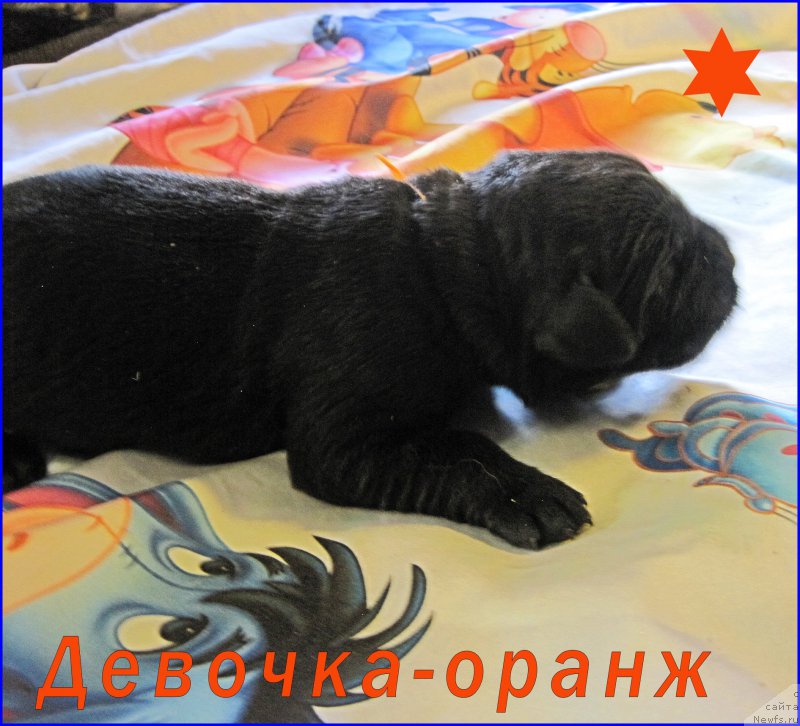 Фотография № 205085