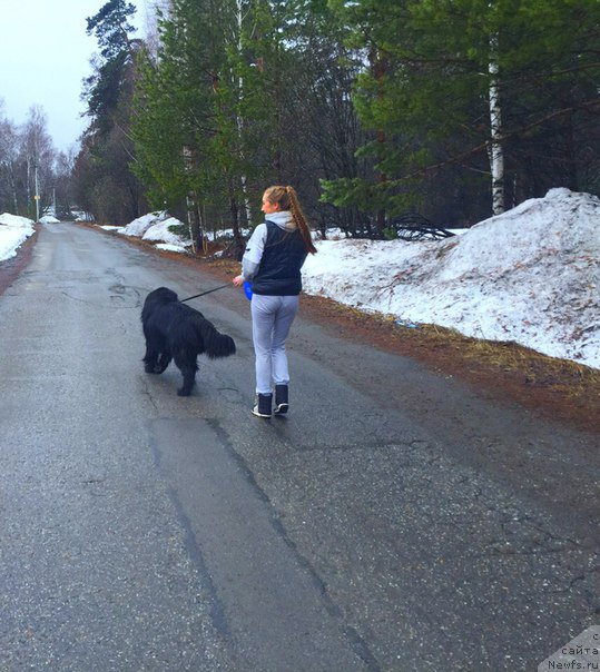 Фото: ньюфаундленд Смигар Юликс Солнечный, Яна Гусева