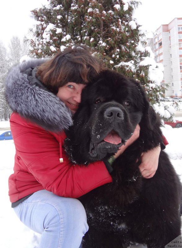 Фото: ньюфаундленд Радомир из Племени Кедра, Татьяна Шелковникова