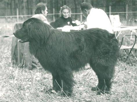 Фото: ньюфаундленд Намадо Мажор