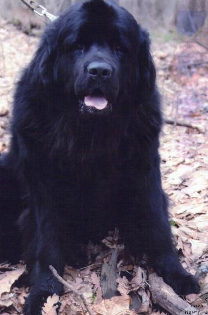 Фото: ньюфаундленд Большой Босс