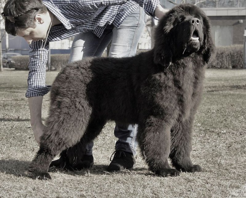 Фотография № 205102