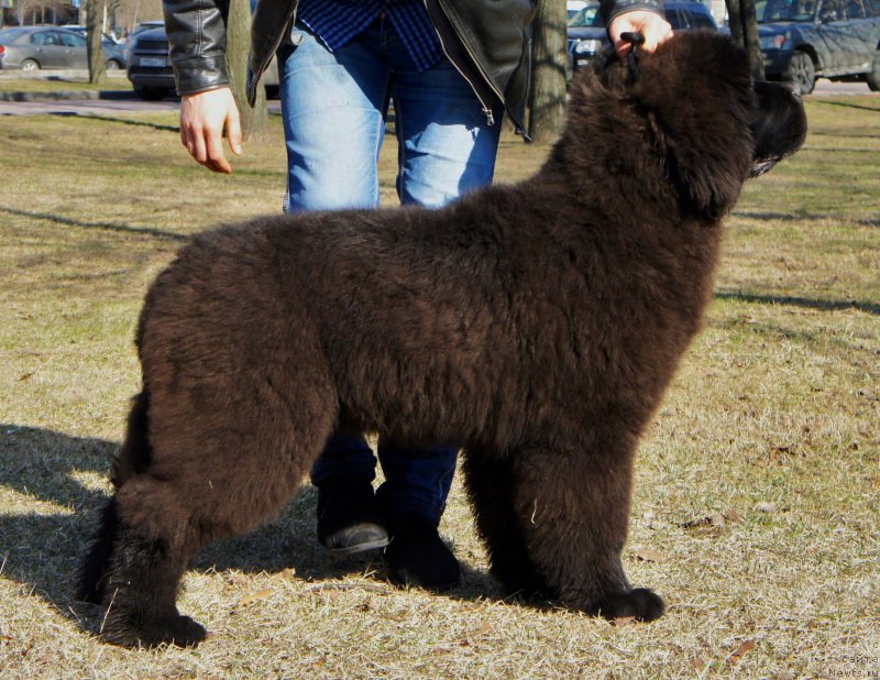 Фотография № 205103