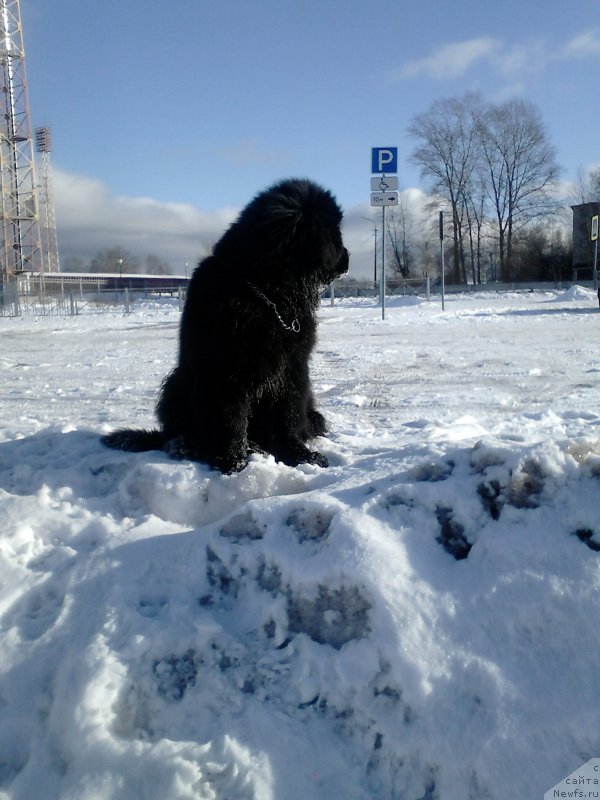 Фото: ньюфаундленд Орфей из Антаграда