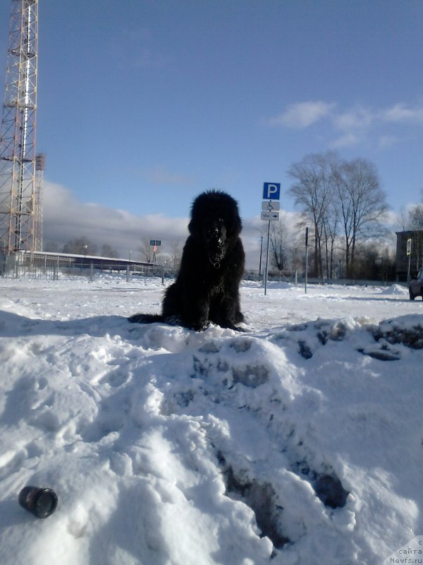 Фото: ньюфаундленд Орфей из Антаграда