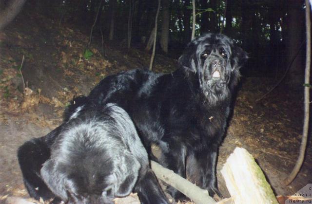 Фото: ньюфаундленд Большой Босс