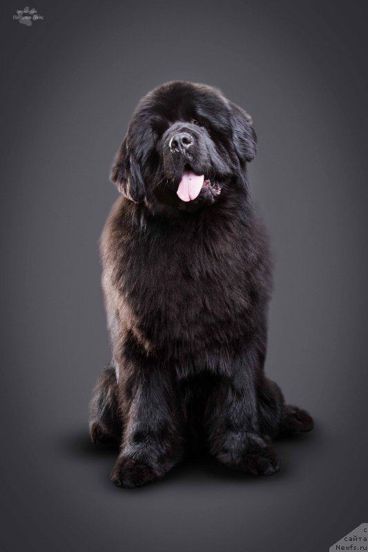 Фото: ньюфаундленд Альфа Дар Окса Арсёмий (Alfa Dar Oksa Arsemiy)