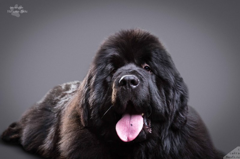 Фото: ньюфаундленд Альфа Дар Окса Арсёмий (Alfa Dar Oksa Arsemiy)