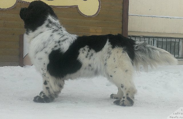 Фото: ньюфаундленд Флюфи Аваланч Цивилизация (Fluffy Avalanche Civilization)