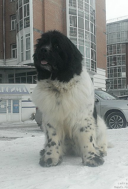 Фото: ньюфаундленд Флюфи Аваланч Цивилизация (Fluffy Avalanche Civilization)