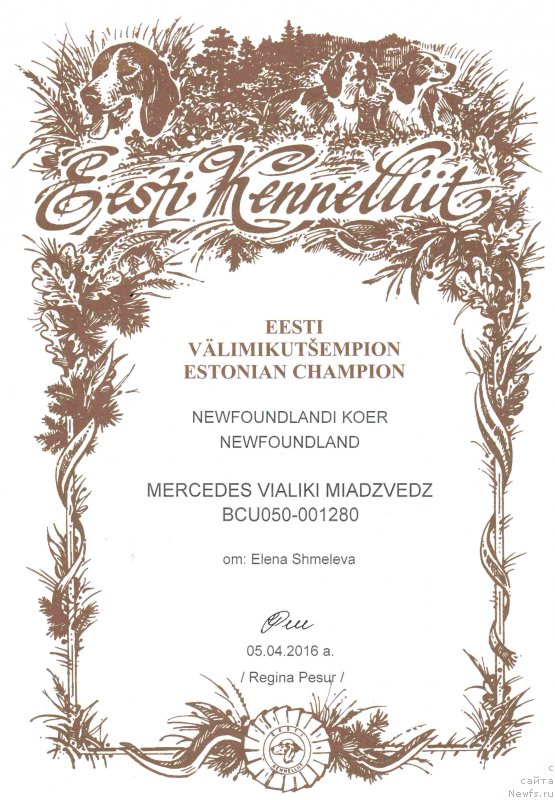 Фото: ньюфаундленд Мерседес Вялiкi Мядзведзь (Mercedes Vialiki Miadzvedz)