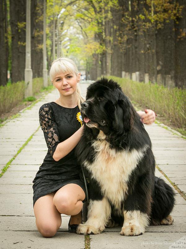 Фото: ньюфаундленд Супер Премиум Рио де Жанейро (Super Premium Rio de Janeiro)