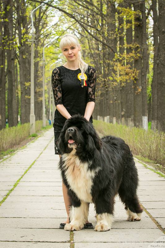 Фото: ньюфаундленд Супер Премиум Рио де Жанейро (Super Premium Rio de Janeiro)