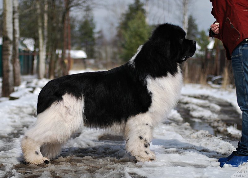 Фото: ньюфаундленд Eros Faundland